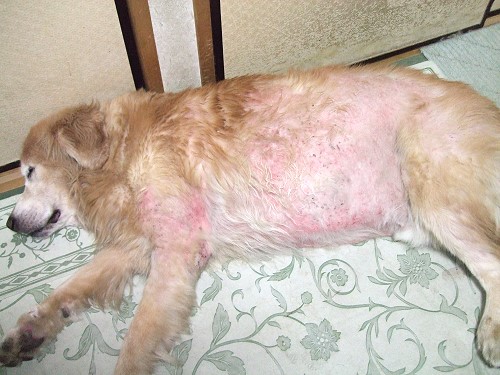 赤くただれた皮膚トラブルの大型犬を直すため マイクロバブル発生装置 ワンダフリーを購入実施したドキュメンタリー