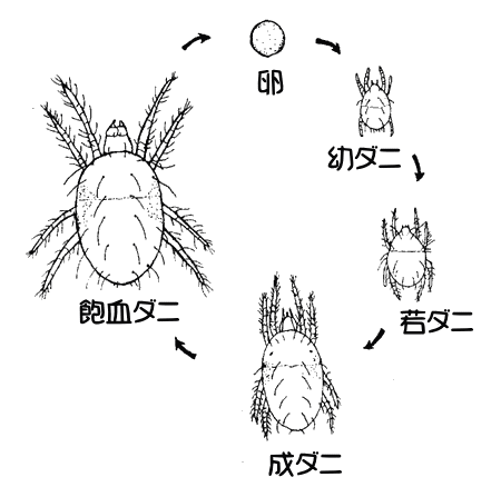 ダニのライフサイクル